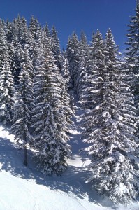 tief verschneite Bäume in der Skiwelt Wilder Kaiser - Brixental