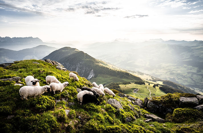Schafe-in-den-Kitzbueheler-Alpen-Brixental©gartnermathaeus.jpg