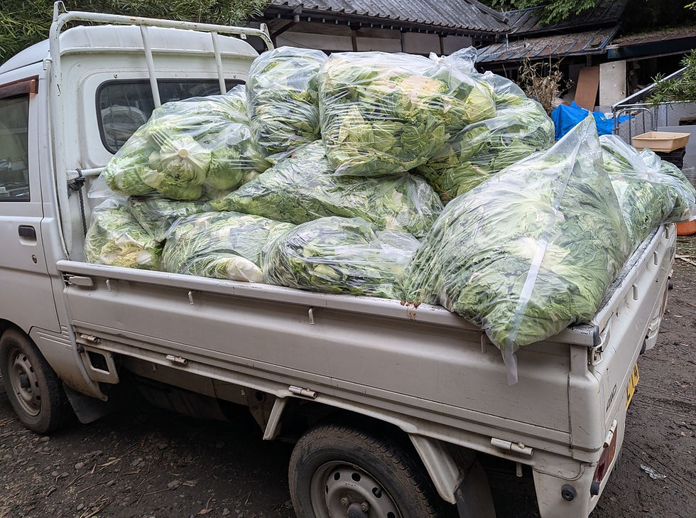 Donated vegetables