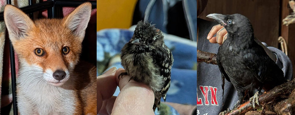 photo collage of a fox, a baby woodpecker, and a crow