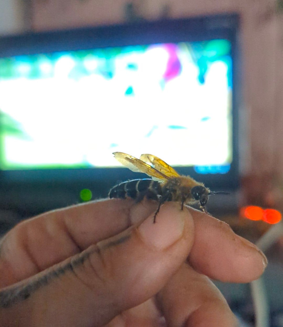 a bee with tattered wings perched on a hand