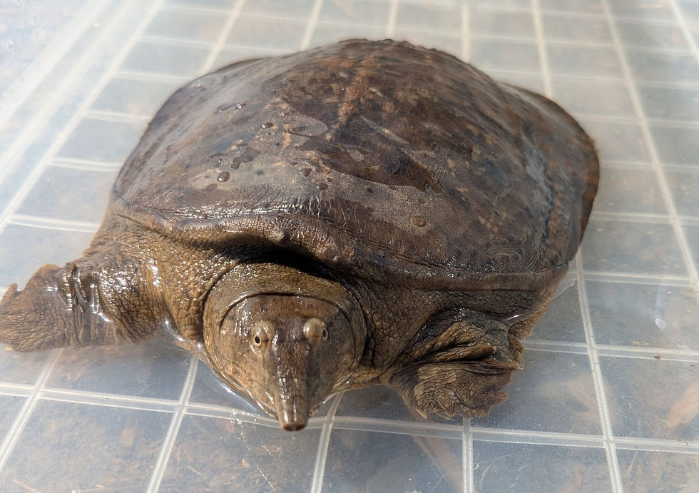 photo of a softshell turtle