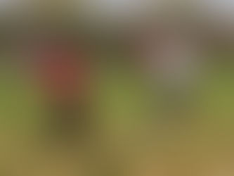 Altfalken besiegen Friesack in Falkenrehde 4:1