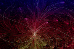 broom_flower3