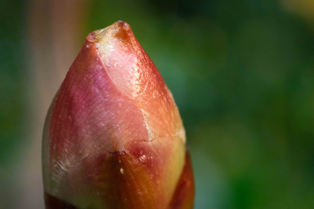 A close-up of a rosy pink flower bud against a blurred green background.