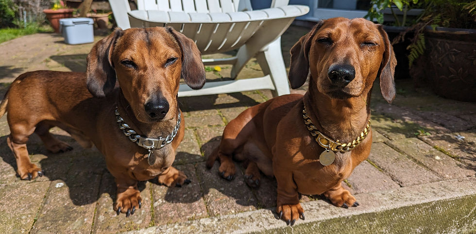 Two dachshunds, one standing and one sitting, relax in a sunny garden with closed eyes, wearing stylish chains, near a white chair.