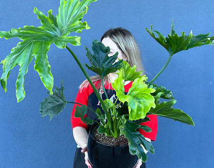 kwiaty doniczkowe Gdańsk.jpg