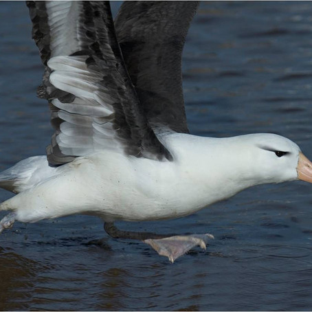 NO DIA DAS AVES, UM POUCO SOBRE AS AVES MARINHAS E SUA IMPORTÂNCIA