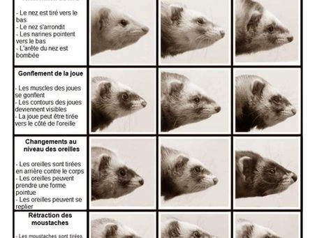 Niveau de douleur et de mal-être.