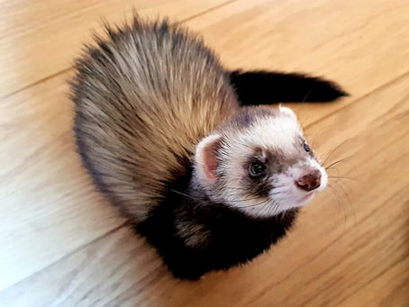 L'âge du furet, comparaison par rapport à l'âge humain.