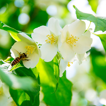 iStock-453850959.jpg