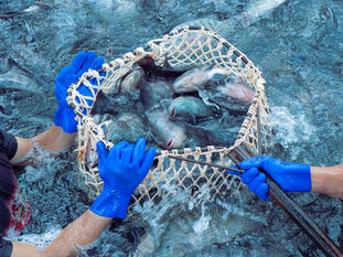 Projeto com participação da Fisher foi destaque na Panorama da Aquicultura