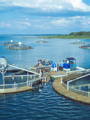 Fisher destaca planos de expansão da produção de tilápias
