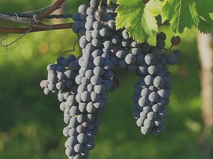solvang wine tous