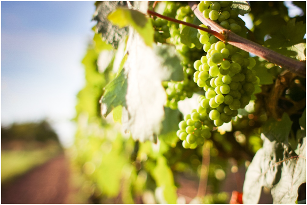 wineyard tour