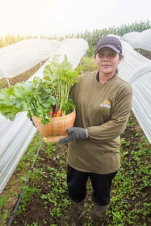 Our carrot harvest