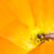 Cottage Bees Beehive Honey Cottage Botanicals