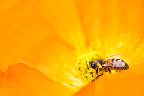 cottage bees.jpeg