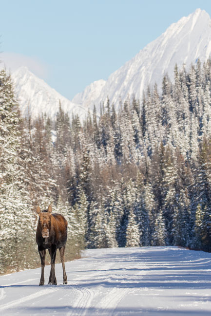 Moose