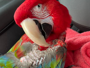 Book your own Wednesday Grooming Appointments!