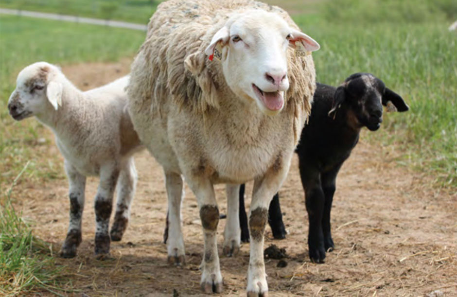 Figure 2. Katahdin ewe with twins. Provided by the University of Kentucky.