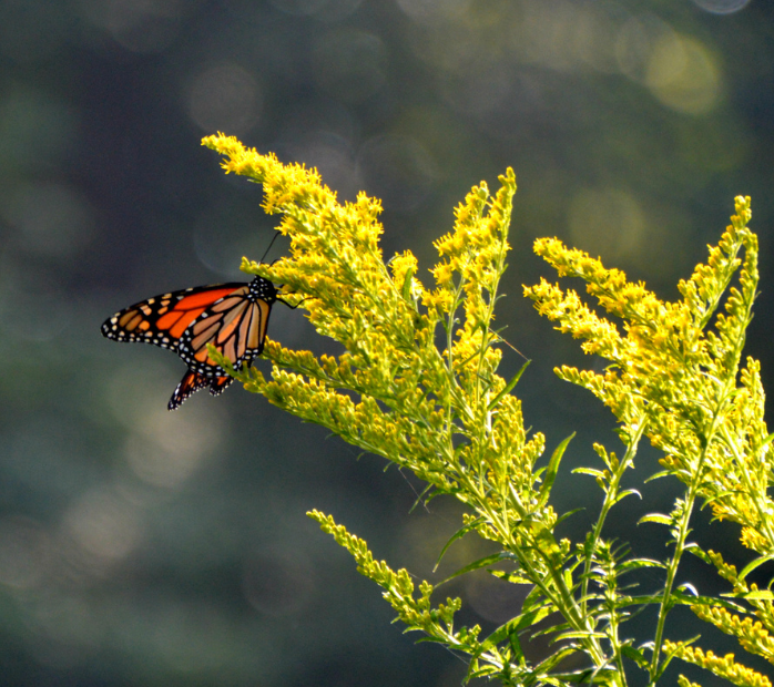 Goldenrod and Monarch Butterfly