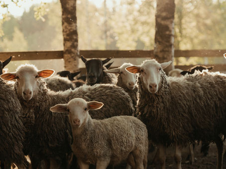 Preventing Heat Stress in Small Ruminants