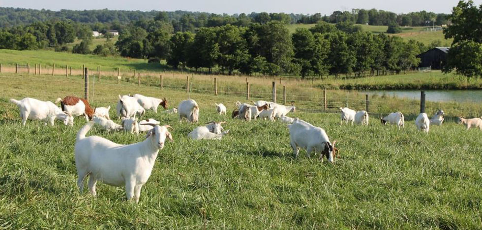Figure 2: Crossbred herd of Boer, Kiko, and Savannah breeds at Kentucky State University.
