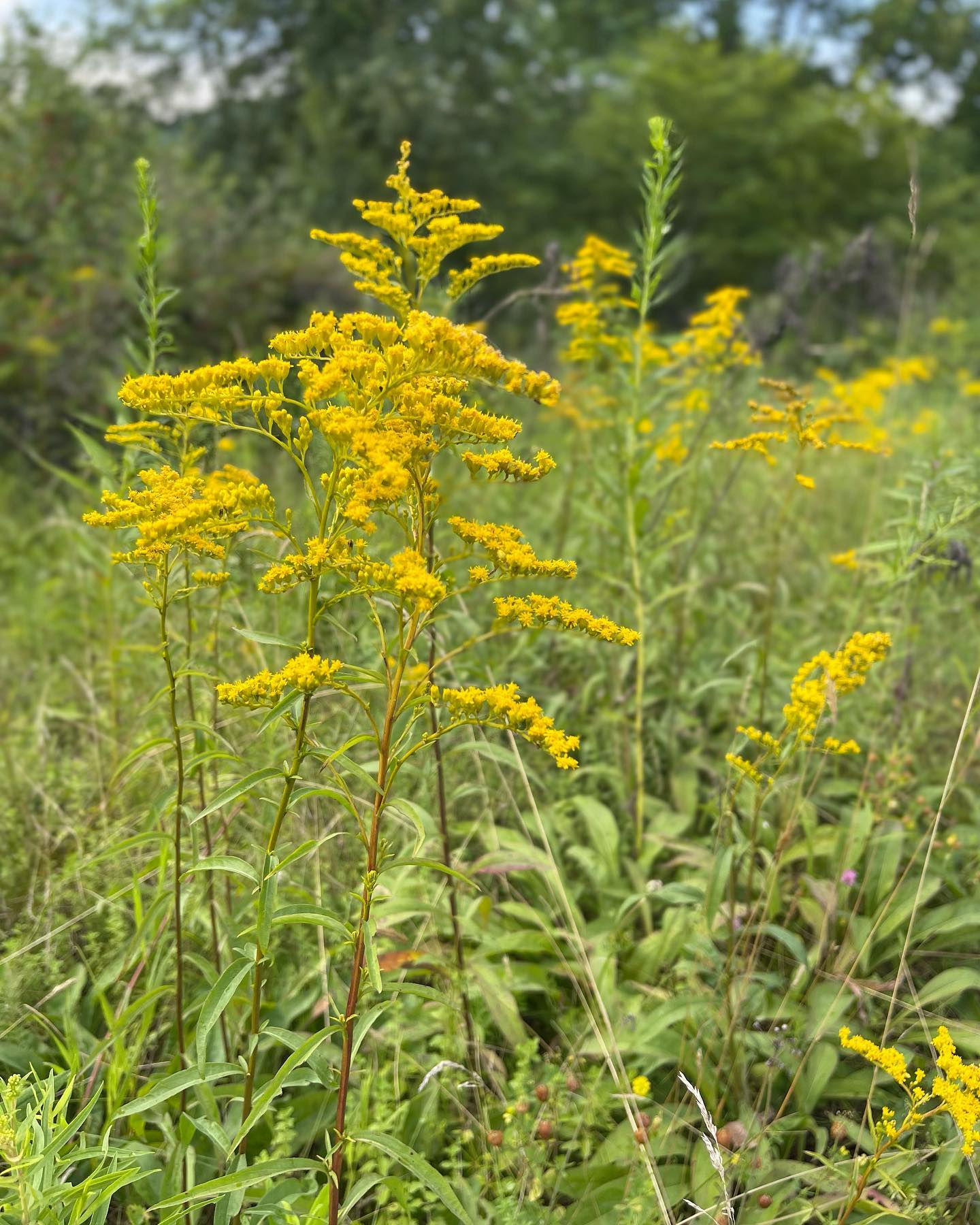 Goldenrod Flower Essence: “Bravery and Courage”
