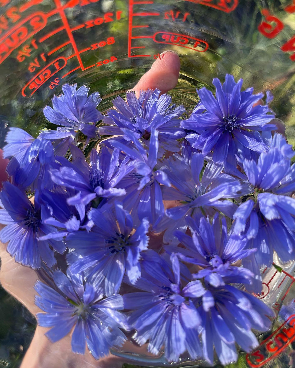 Chicory Flower Essence: “Love Unconditionally”