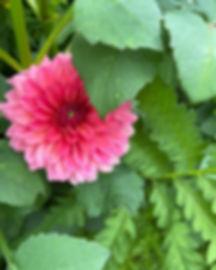 Dahlia Flower Essence: “Speak Your Truth”