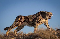 Acinonyx-jubatus-venaticus_Tasnim-News-Agency1