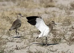Sociable-Lapwings-1280x909-1