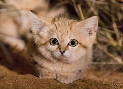 196-164432-sand-cat-saudi-information-5
