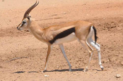 Gazella-gazella-صورة-بارزة