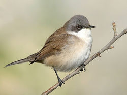 Lesser_Whitethroat_(Sylvia_curruca)_(50383115458)_(cropped)