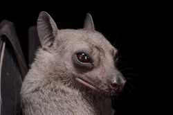 154-191144-egyptian-fruit-bat-animal-2