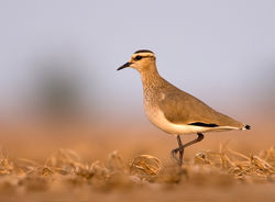 SociablePlover