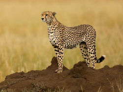 تعرف-على-الفهد-أسرع-حيوان-على-وجه-الأرض