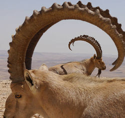 istockphoto-538356431-612x612