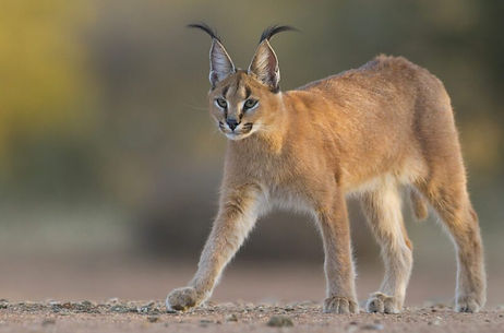 Caracal1.jpeg