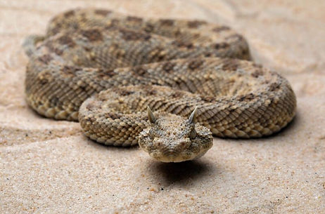 Horned_viper1.jpeg