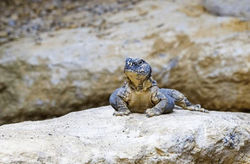egyptian-spiny-tailed-lizard-uromastyx-260nw-2365239091_edited