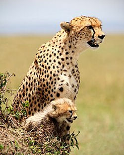 Cheetah_and_Cub