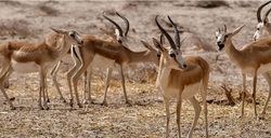 غزال الريم1