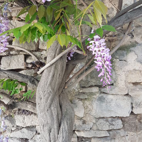 Mauve enlacé