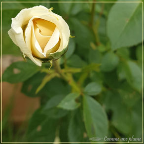 Tendre Rose 1
