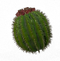 Cactus_transparent.png