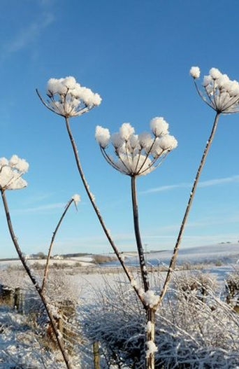 Seedheads in snow