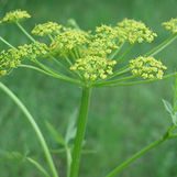 Wild Parsnip Treatment in Barrhaven (2025)